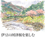 挿絵：伊豆の河津桜を楽しむ