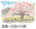 挿絵：北総・吉高の大桜